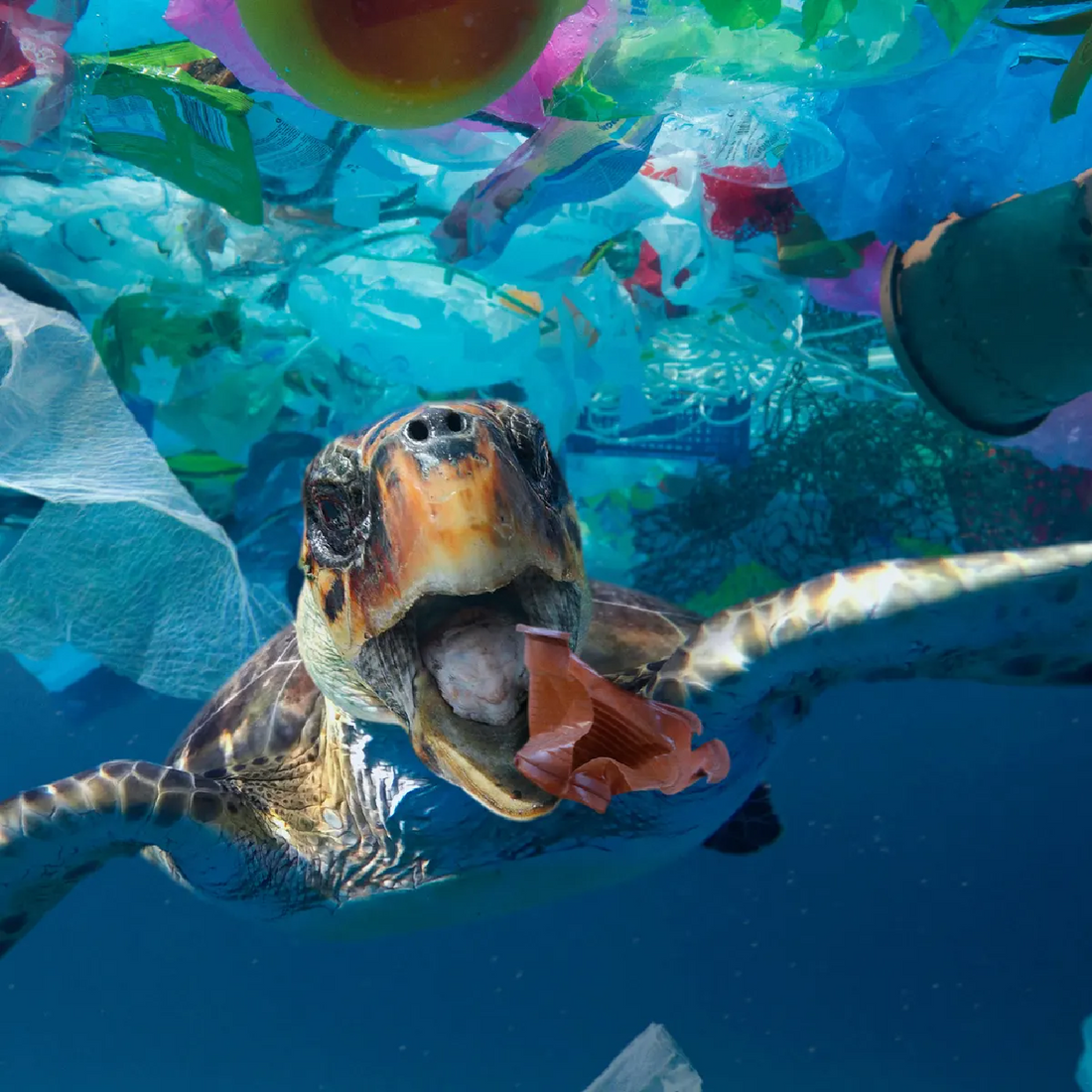 Monarc, Turtle, ocean plastic